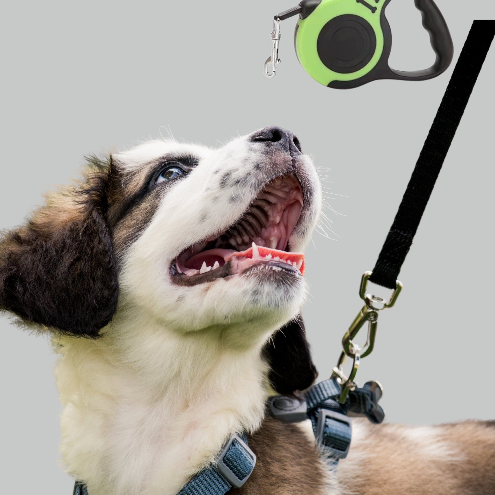 Walk & Play Essentials